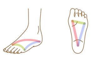 Arches of the Foot